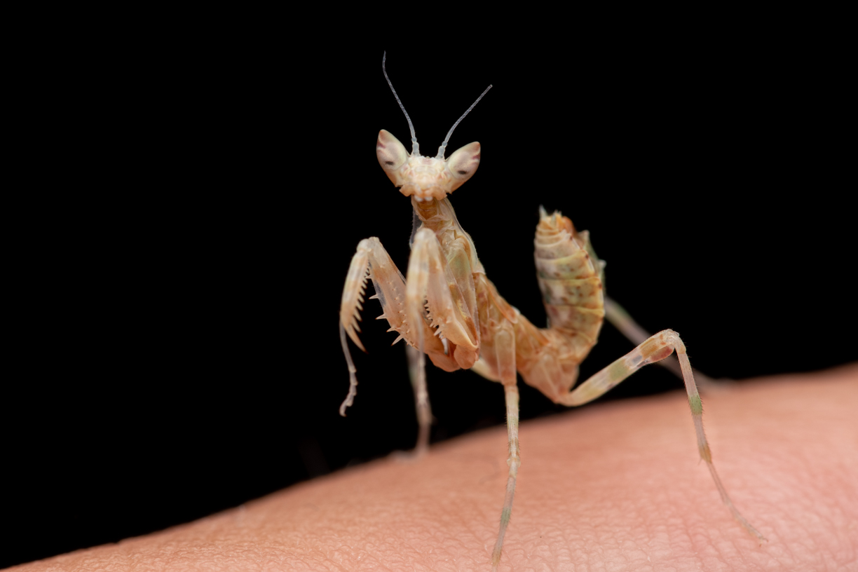 Insect on finger